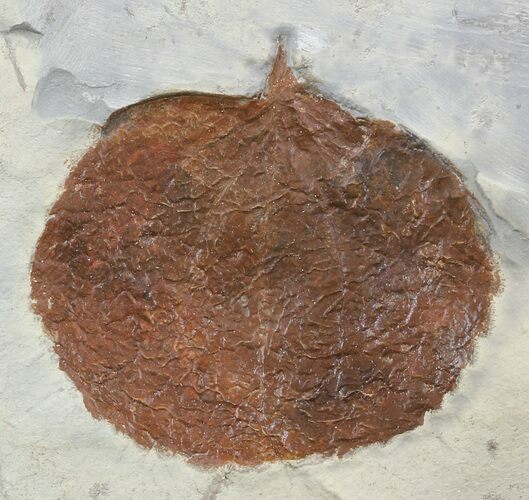 Fossil Leaf (Zizyphoides flabellum) - Montana #52246